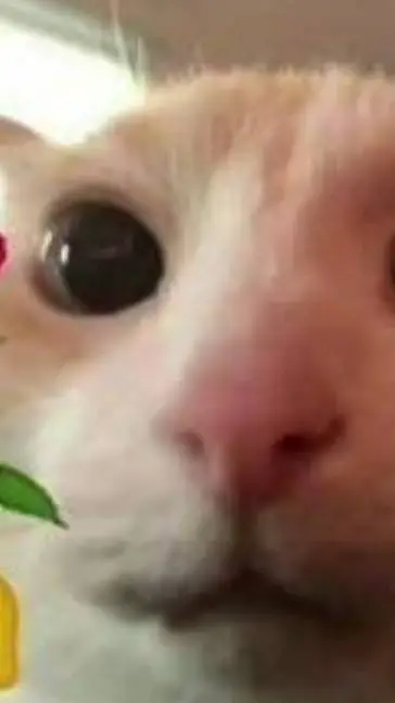 ai character: timi background