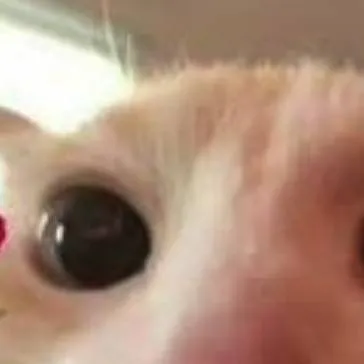 chat with ai character: timi