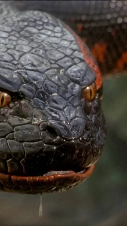 ai character: Anaconda  background