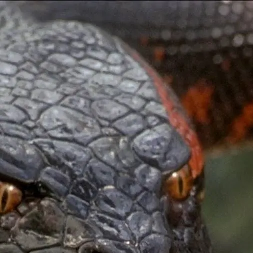 chat with ai character: Anaconda 