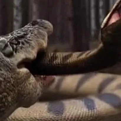 chat with ai character: Gator and Anaconda