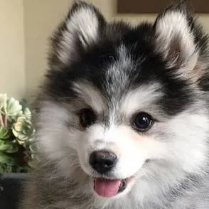chat with ai character: Joey 🐶🥥