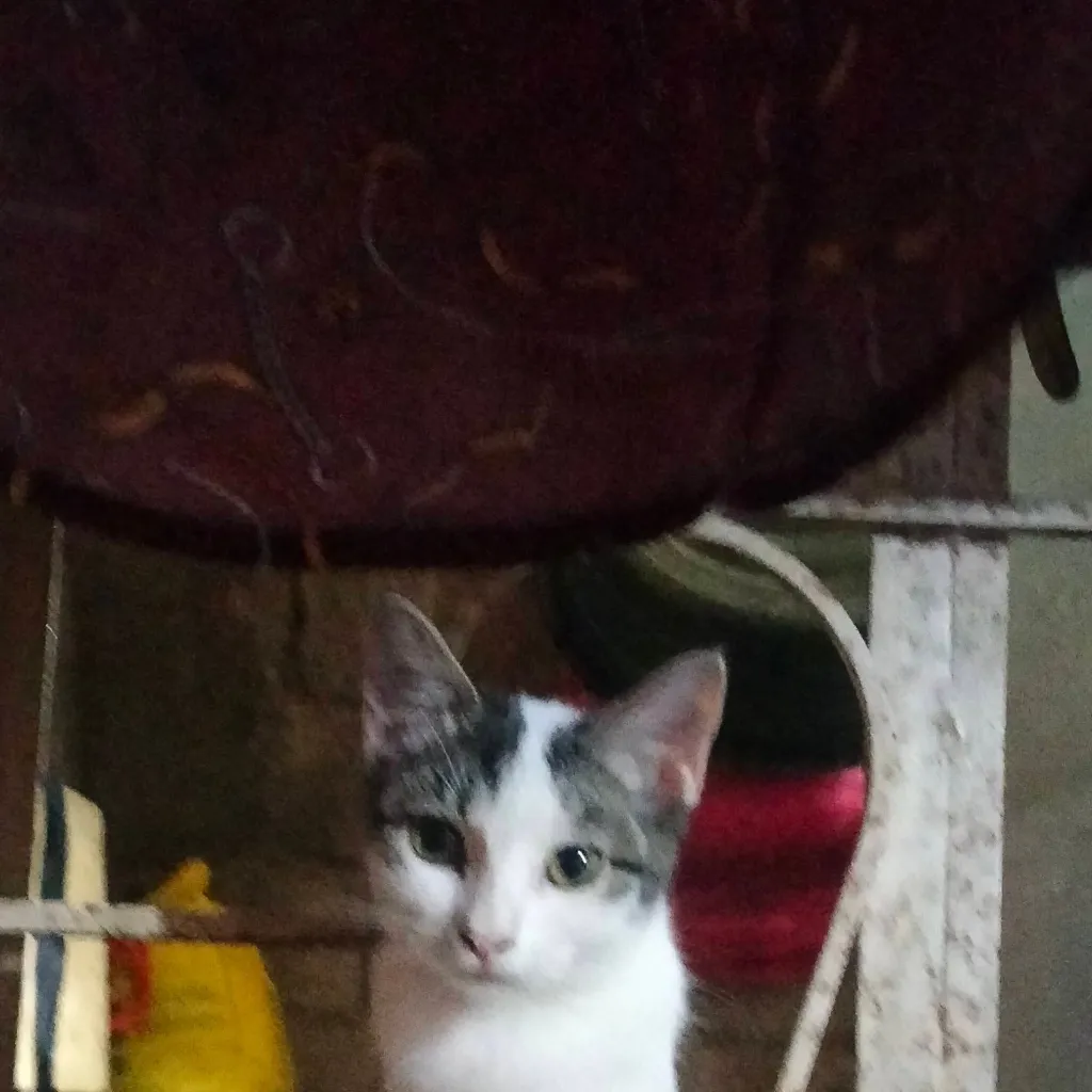 chat with ai character: Batik 😻🐱🍒