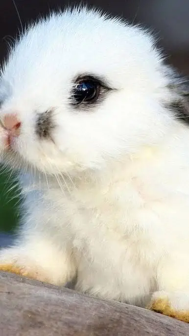 ai character: mc son the 3rd  background