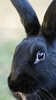 ai character: l.o.v background