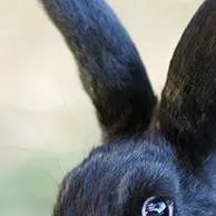 chat with ai character: l.o.v