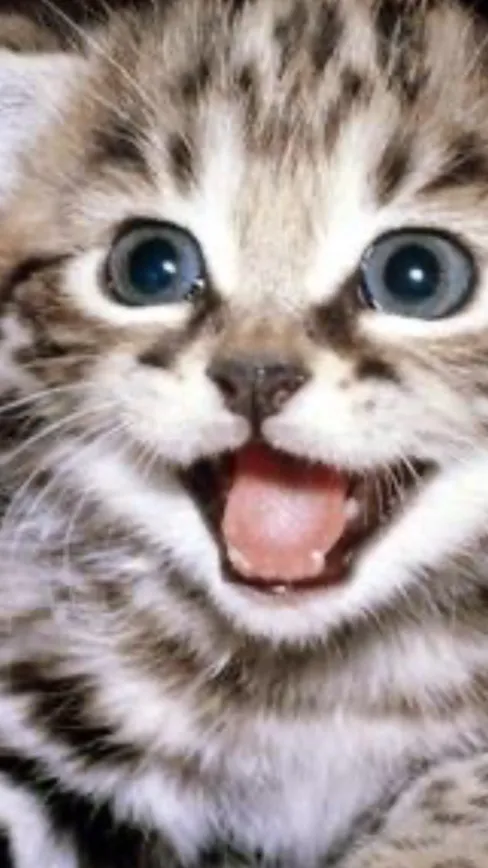 ai character: Kitty kitty background