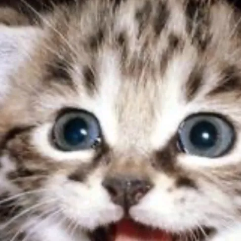 chat with ai character: Kitty kitty