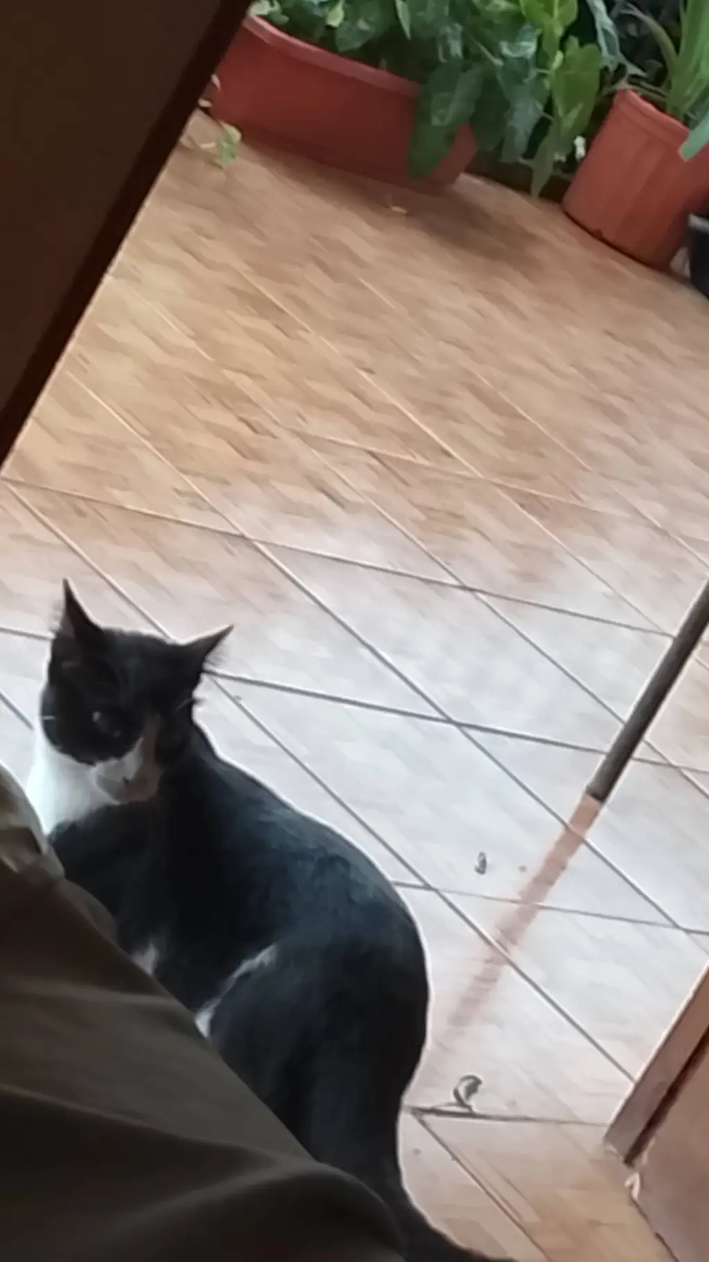 ai character: computadora michi  background