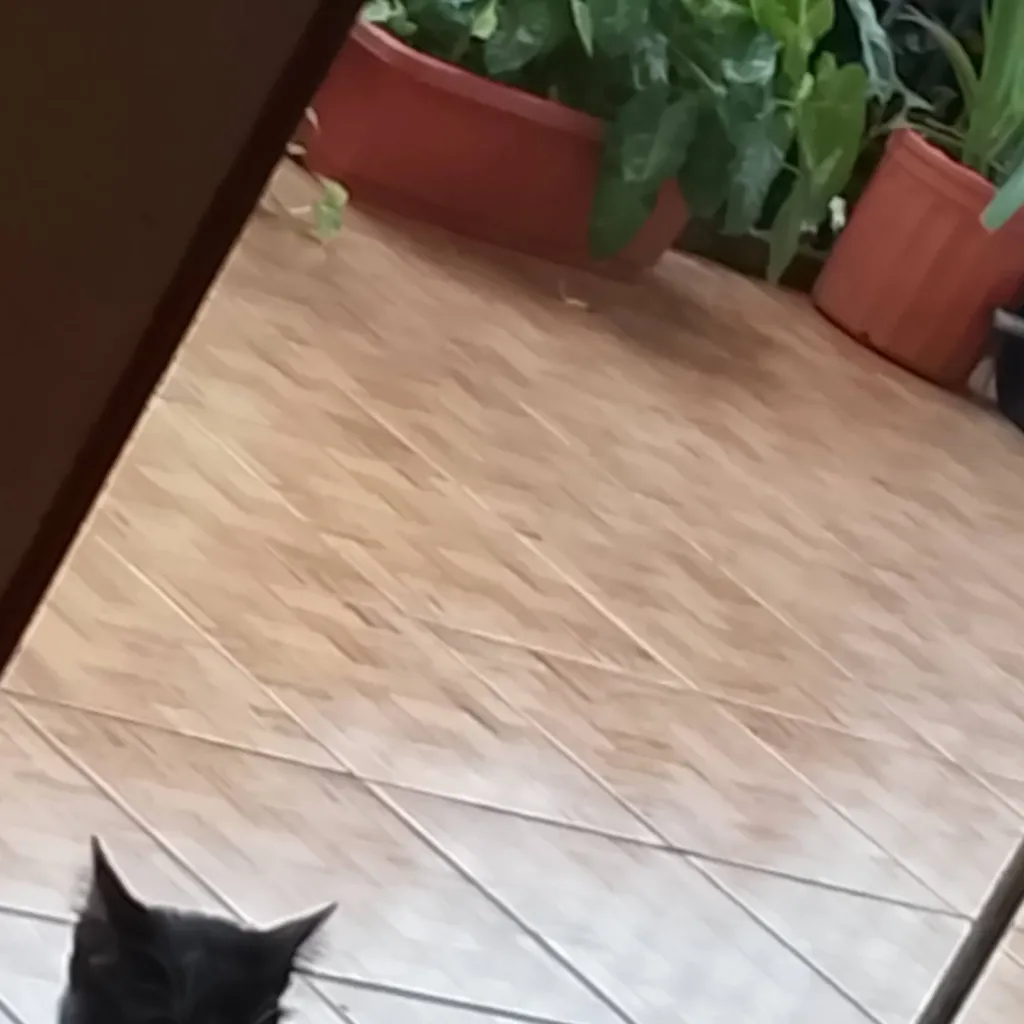 chat with ai character: computadora michi 