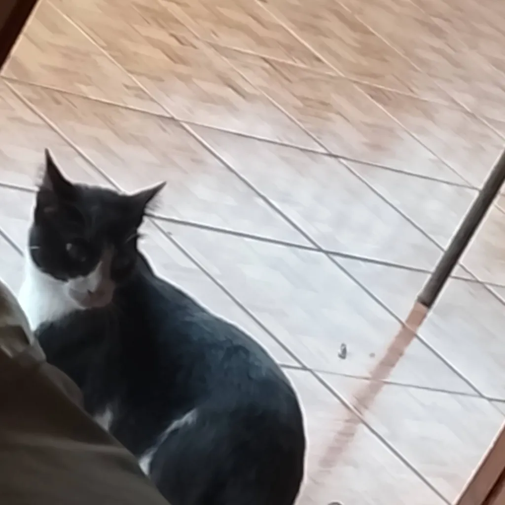 chat with ai character: computadora michi 