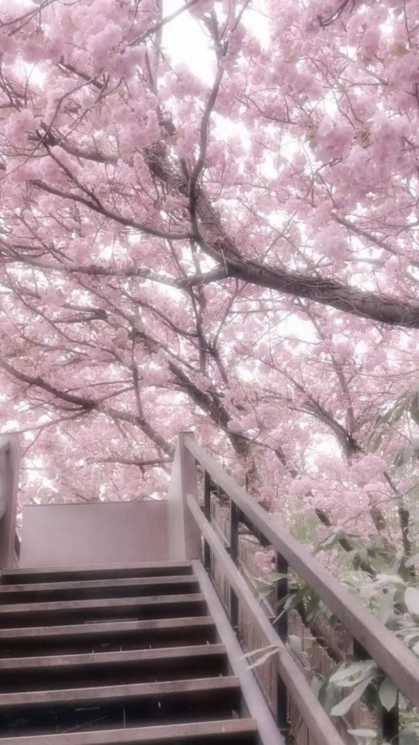 ai character: 𝕊𝕒𝕜𝕦𝕣𝕒  background