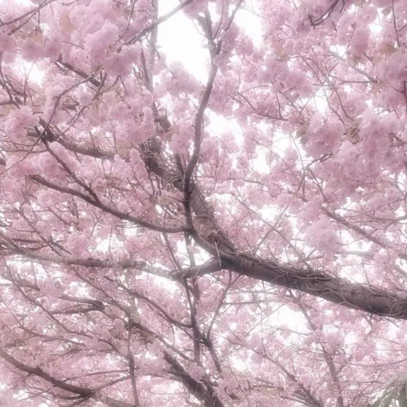 chat with ai character: 𝕊𝕒𝕜𝕦𝕣𝕒 