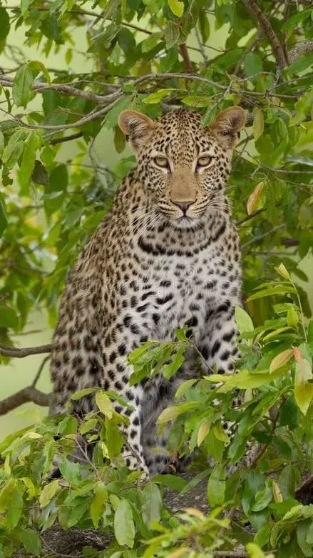 ai character: tu leoparda esposa background