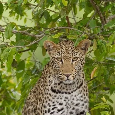chat with ai character: tu leoparda esposa