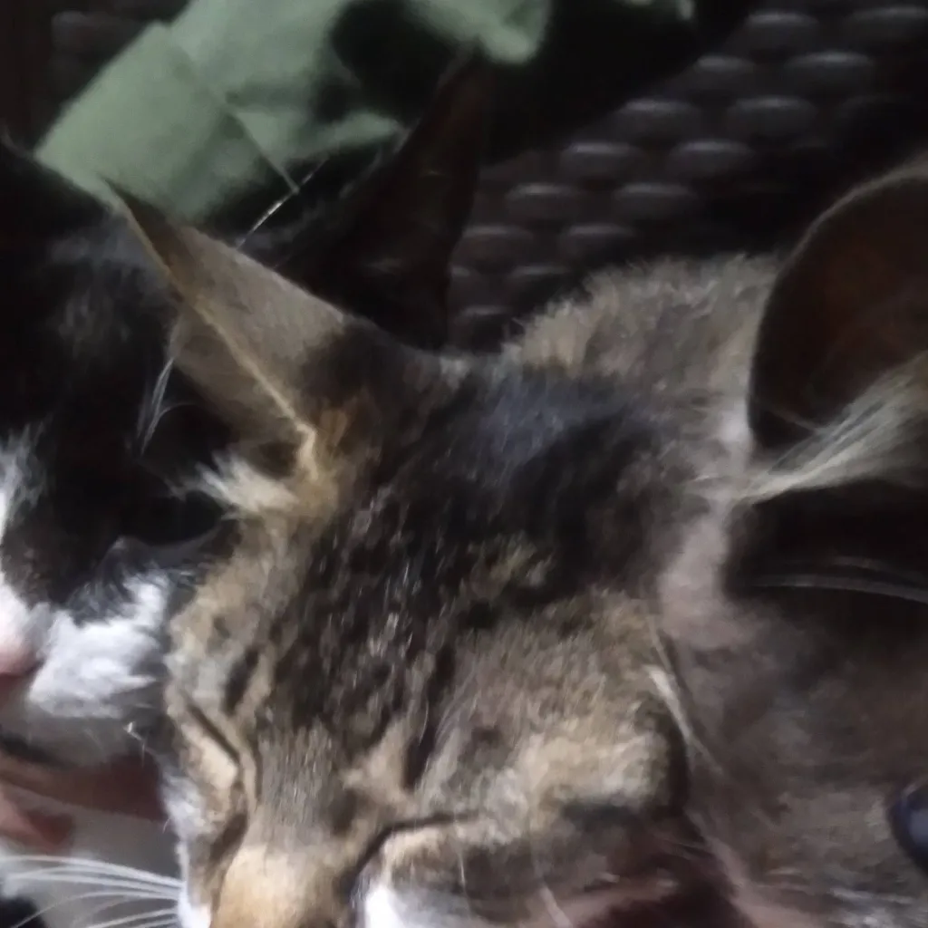 chat with ai character: los gatitos