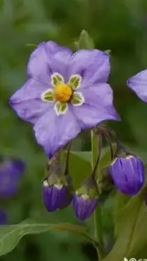 ai character: her night shades.. background