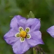 chat with ai character: her night shades..