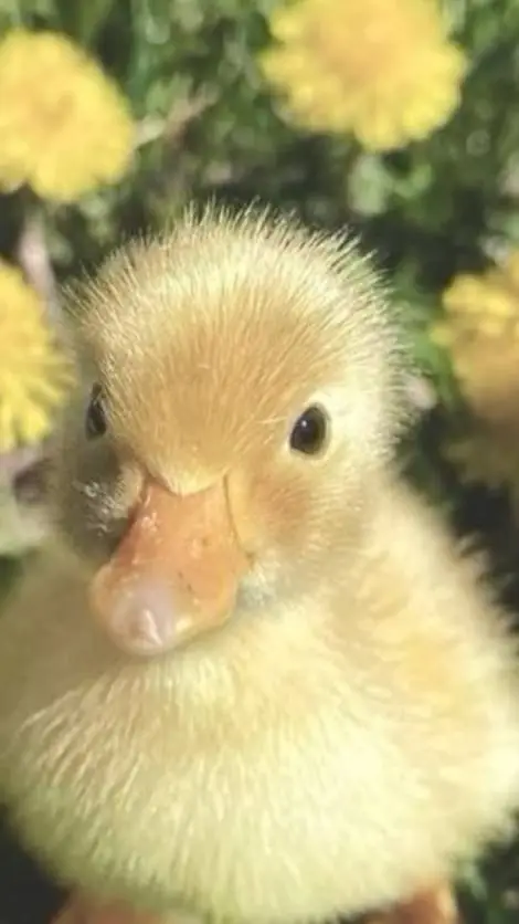 ai character: hashira sleepover background