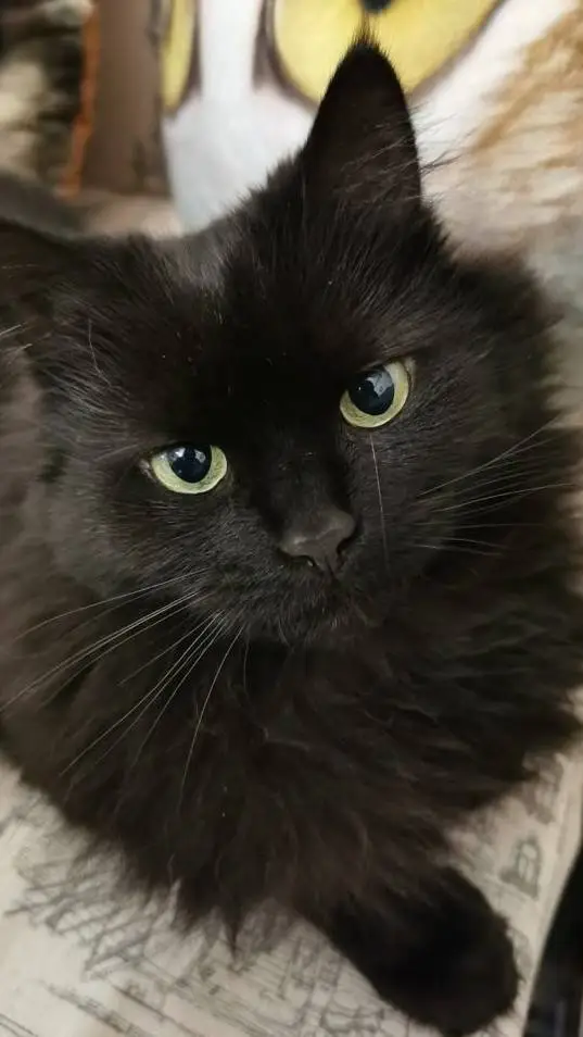 ai character: Maggie(ur sister)  background