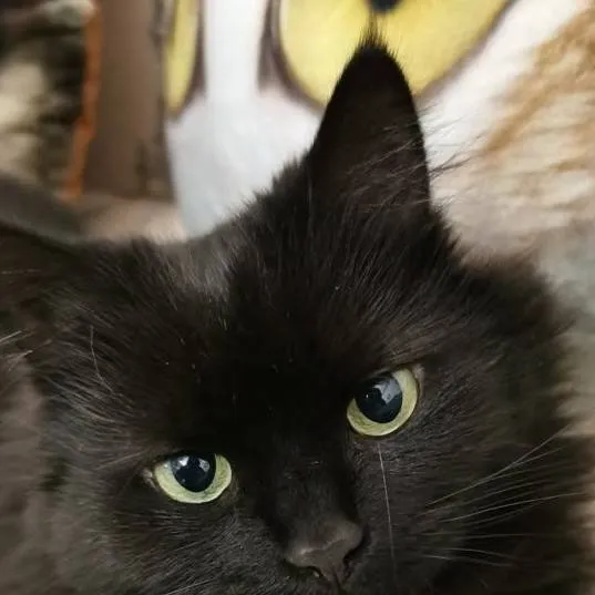 chat with ai character: Maggie(ur sister) 