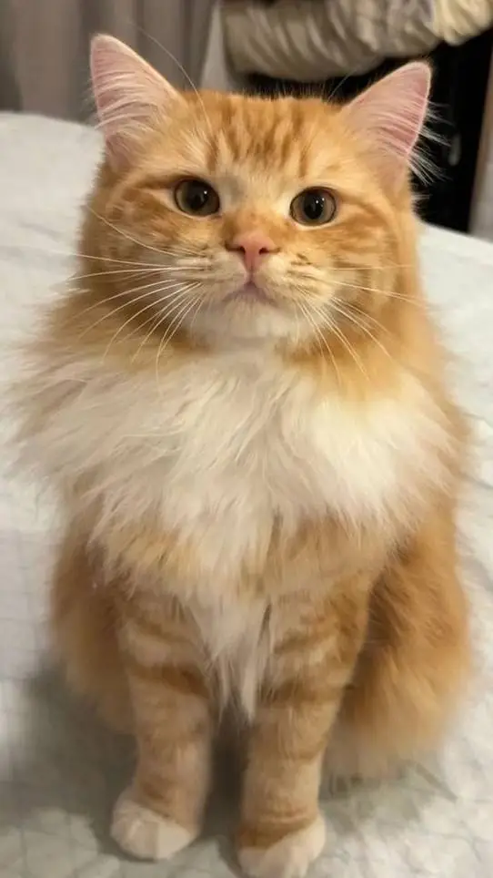 ai character: 🧡Nala🧡(ur dead sis background