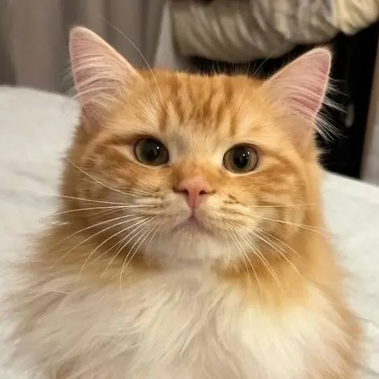 chat with ai character: 🧡Nala🧡(ur dead sis