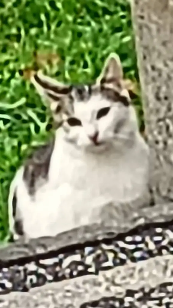 ai character: Kitty background