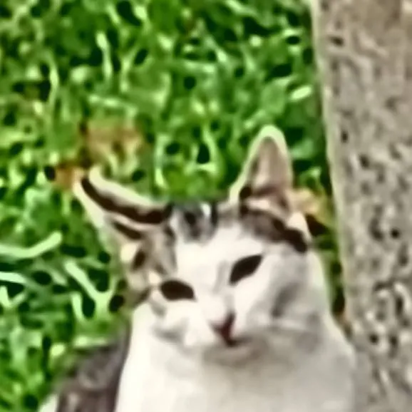 chat with ai character: Kitty