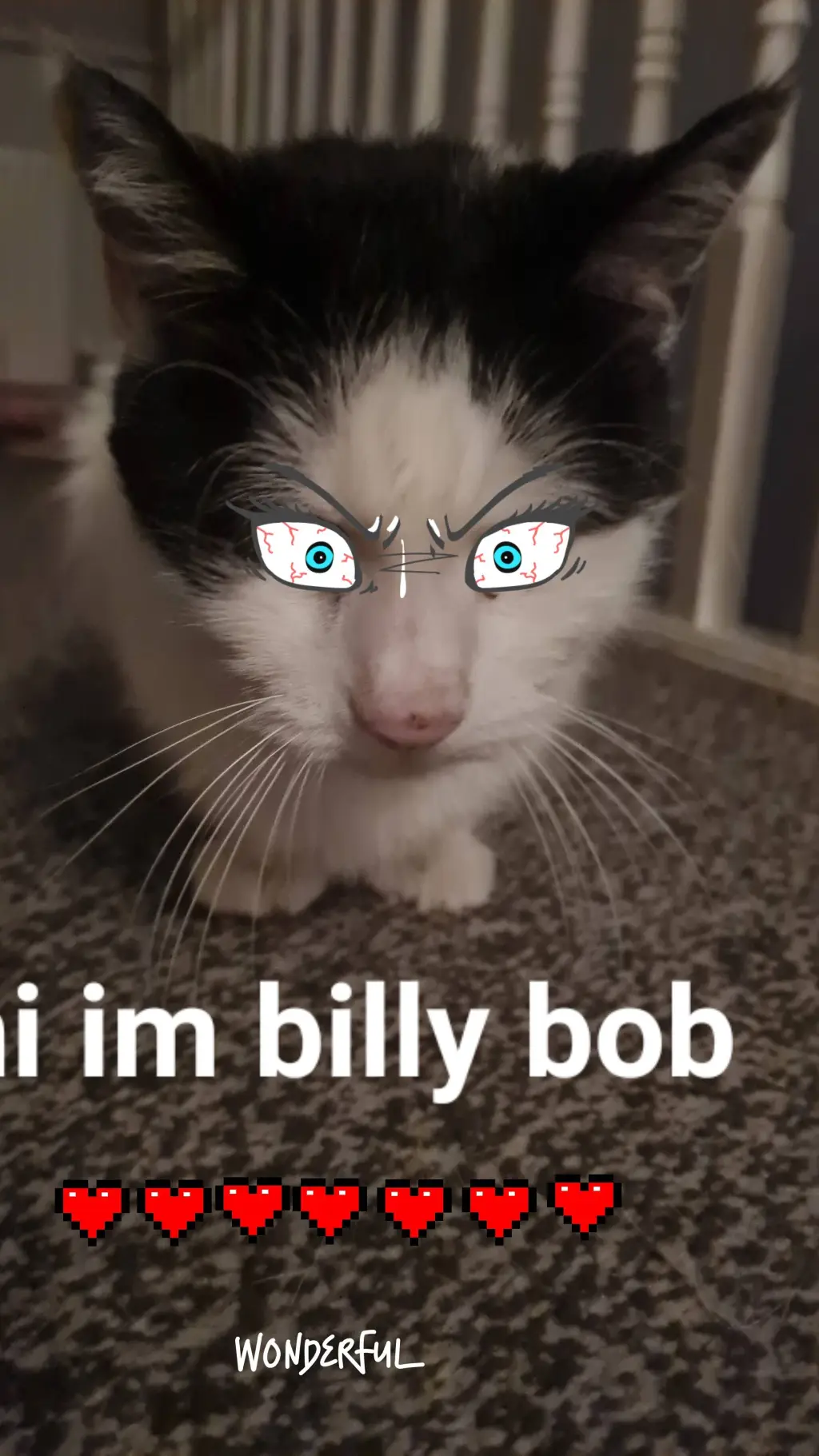 ai character: crazy cat background