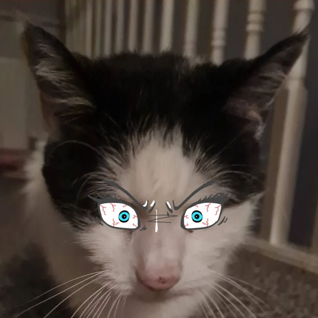 chat with ai character: crazy cat