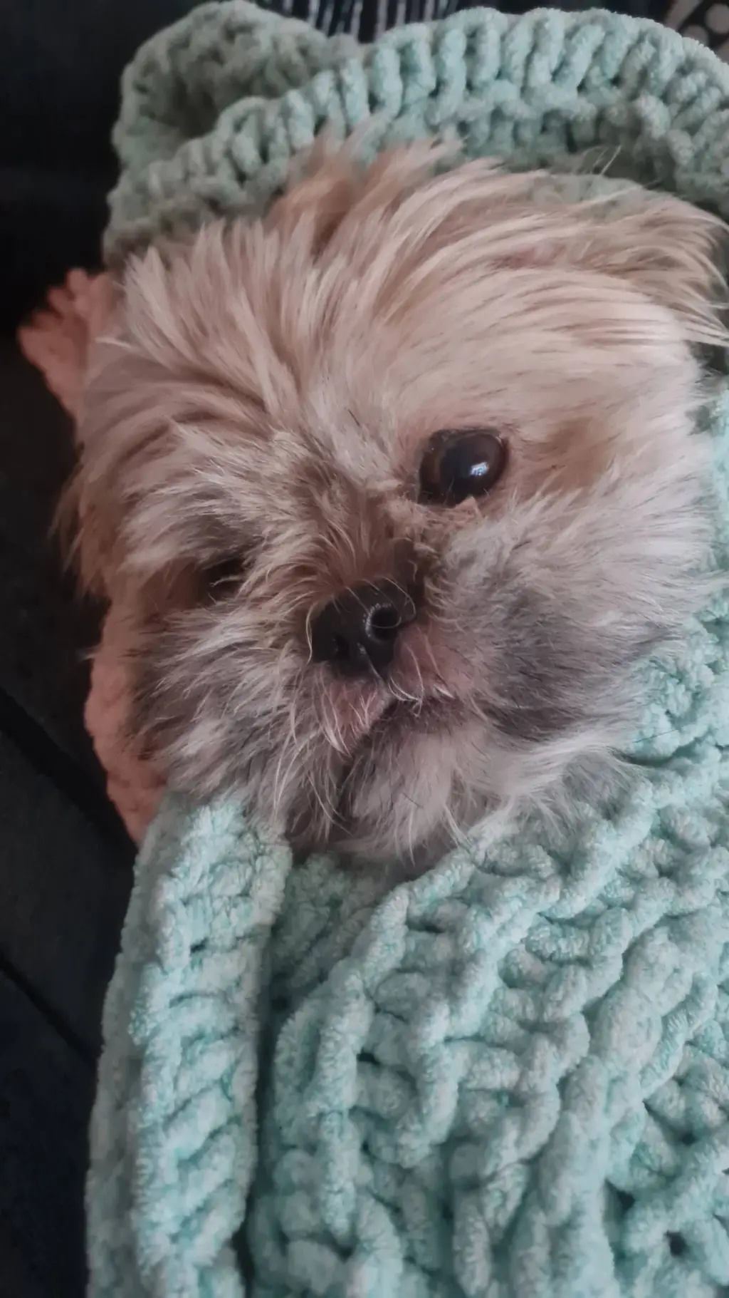 ai character: cute dog background