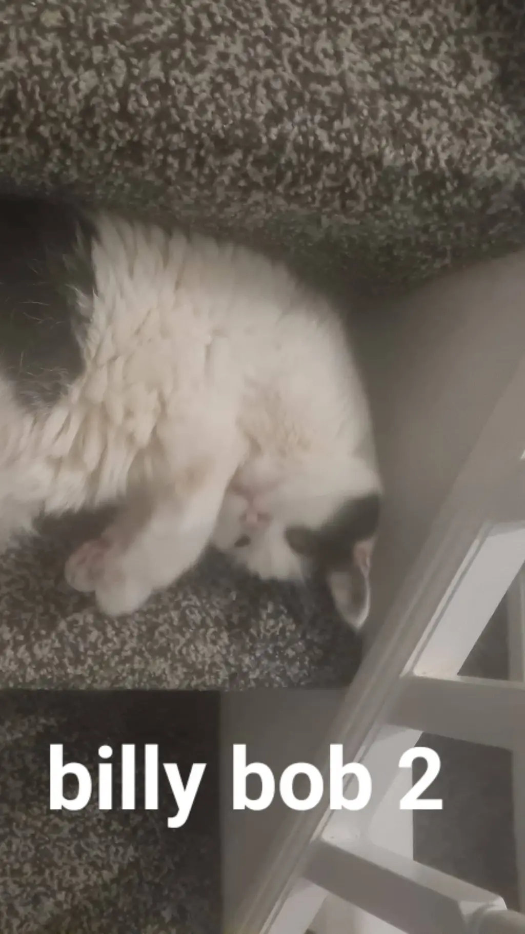 ai character: billy bob 2 background