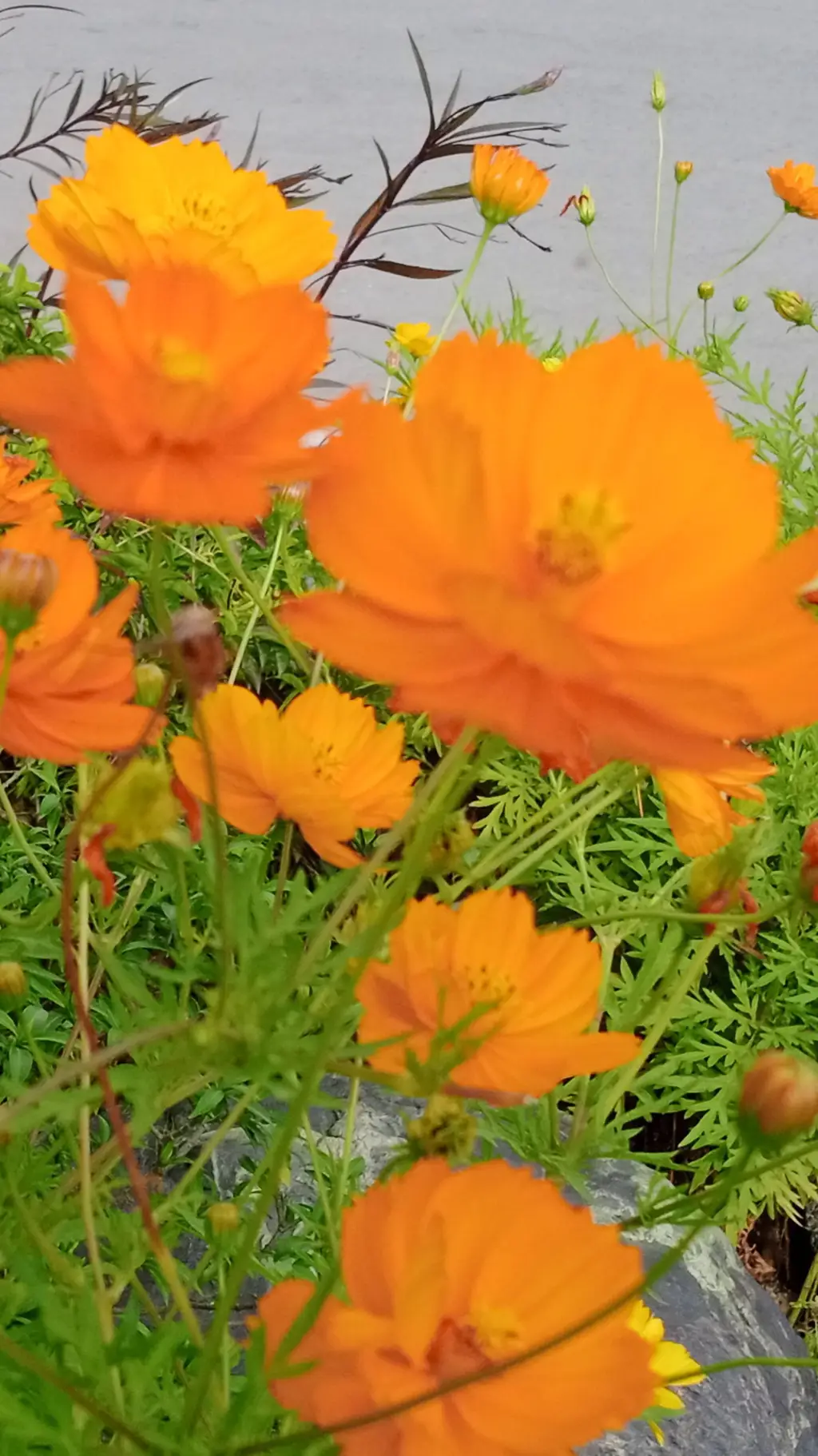 ai character: zoey background