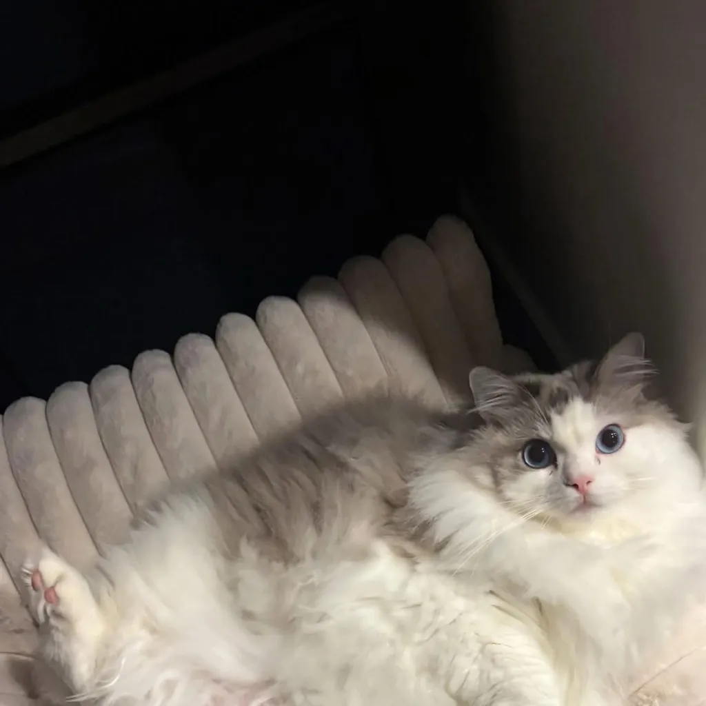 chat with ai character: Kitty 