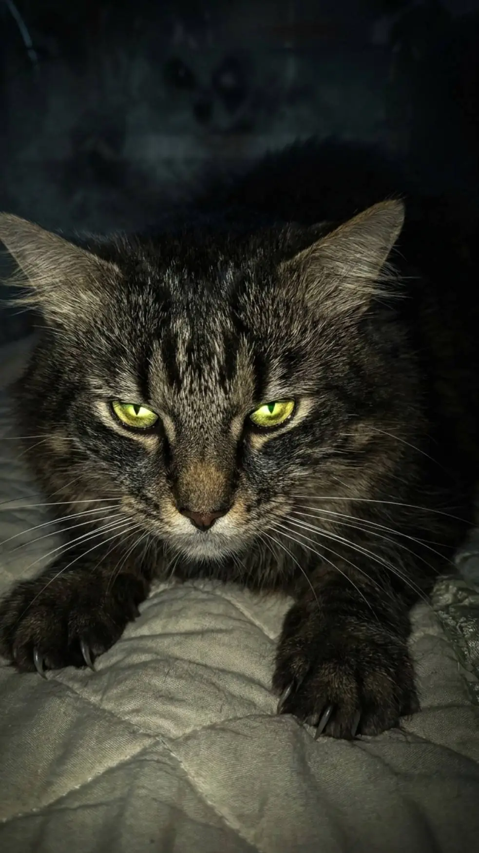 Talkie AI - Chat with your cat at 3 am
