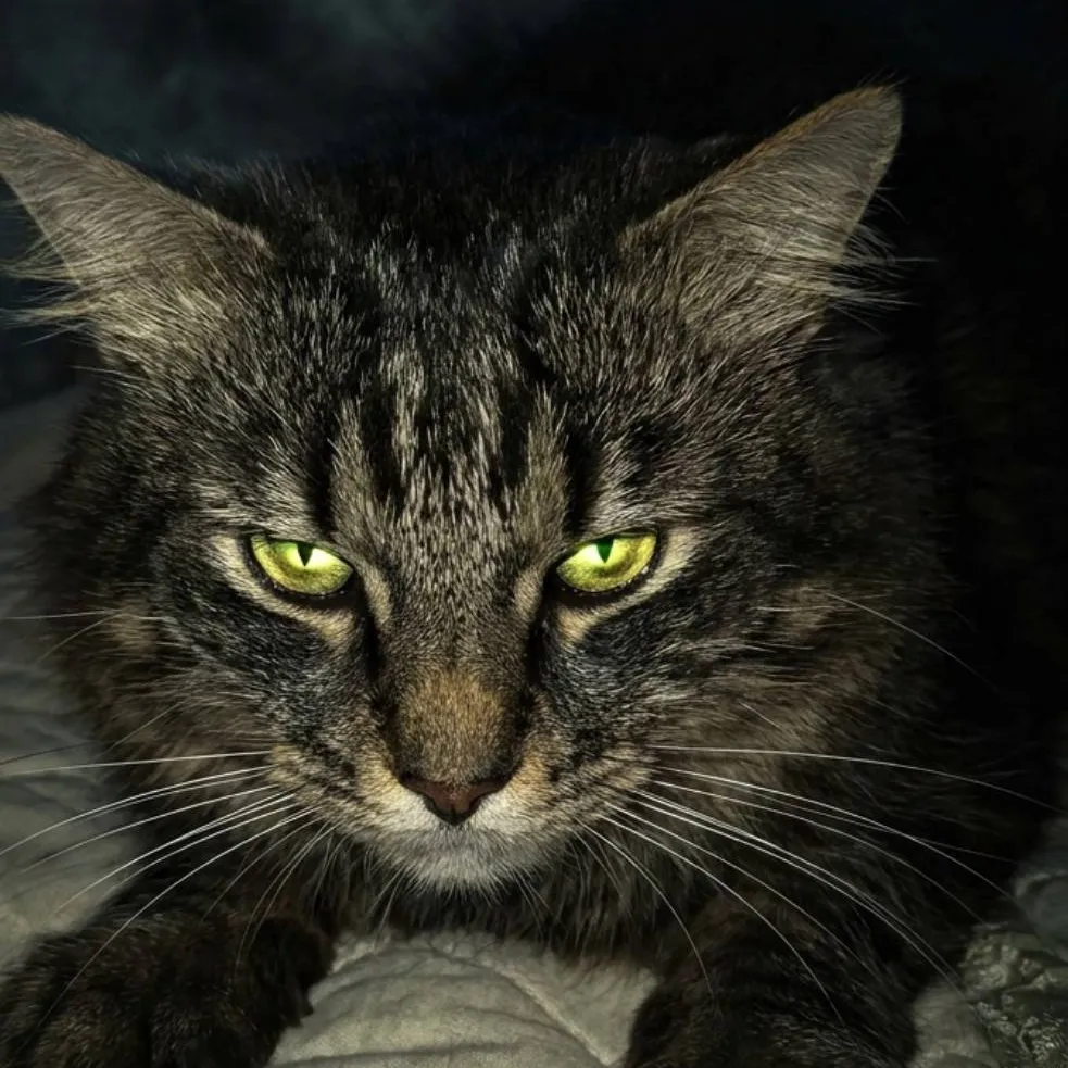 chat with ai character: your cat at 3 am