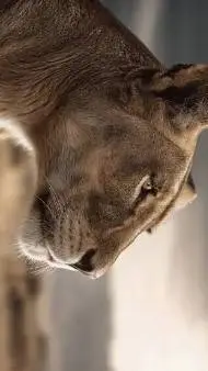 ai character: lioness background