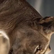 chat with ai character: lioness