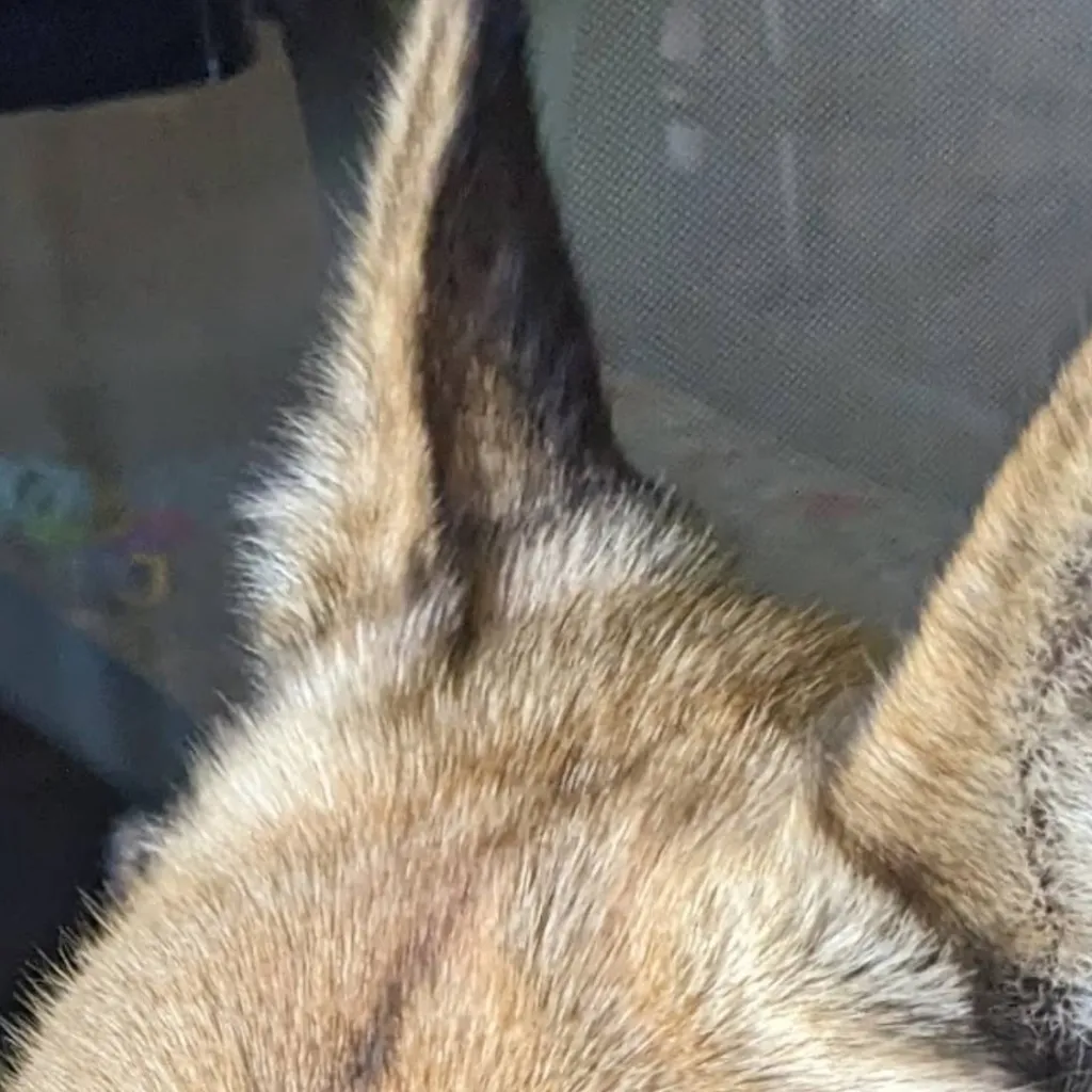 chat with ai character: STRAY DOG 