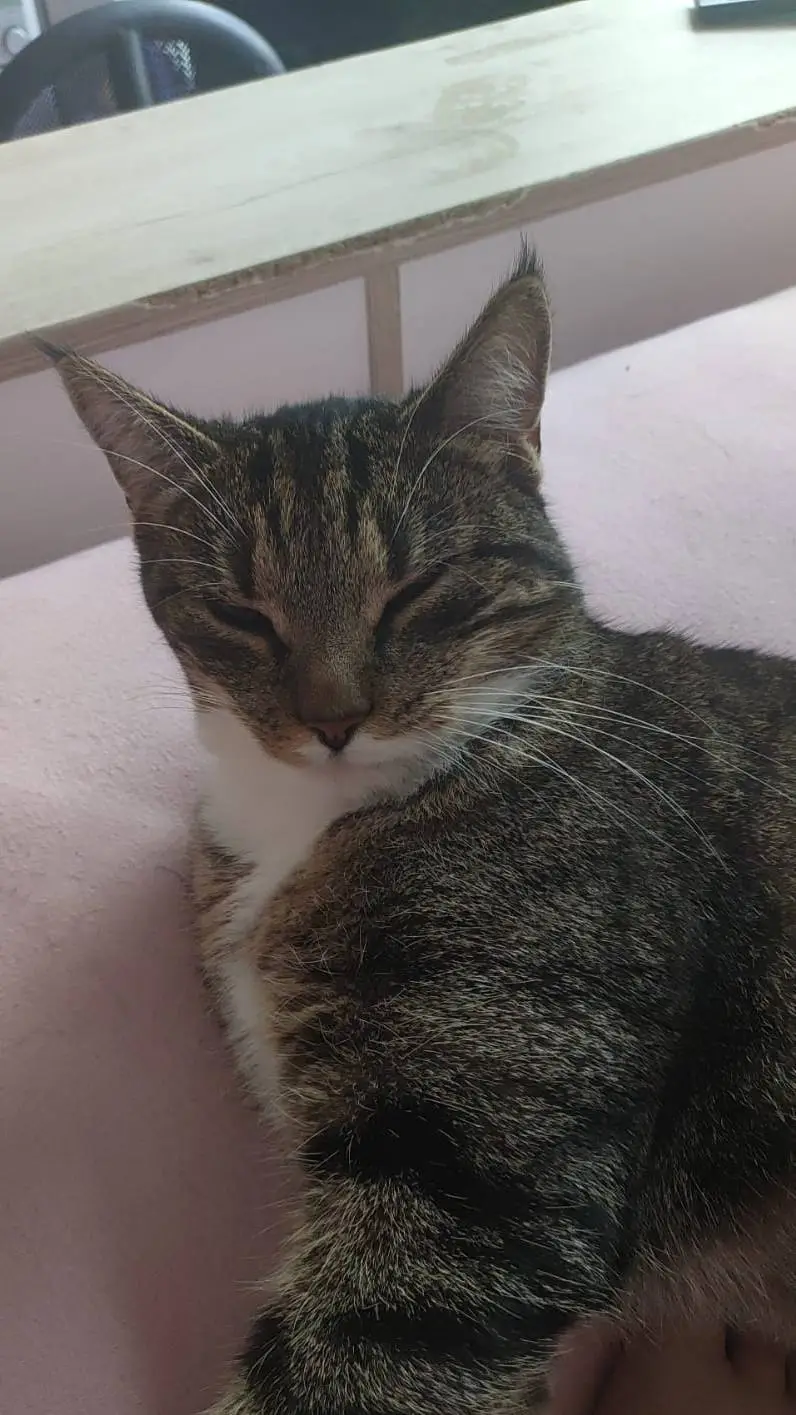 ai character: hazbin hotel  background