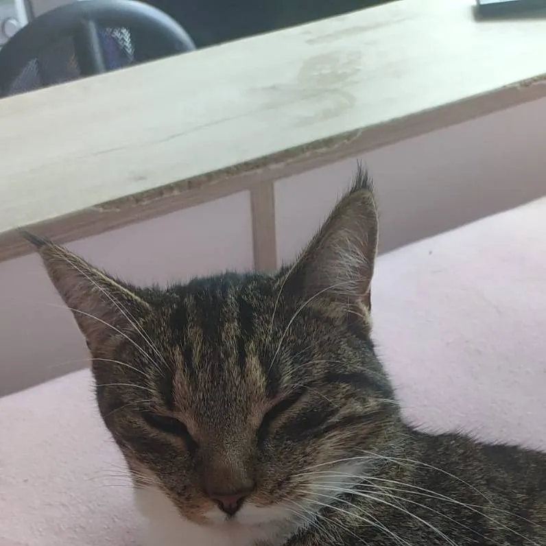 chat with ai character: hazbin hotel 