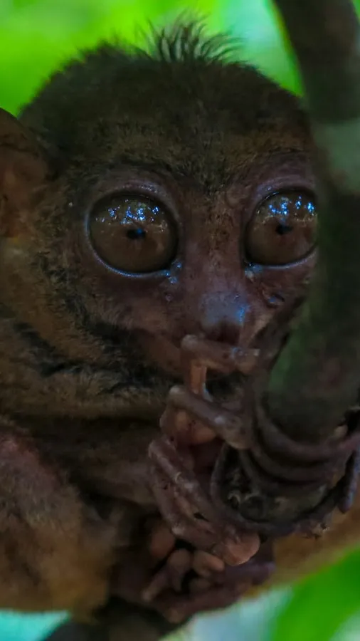 Talkie AI - Chat with Tarsier 