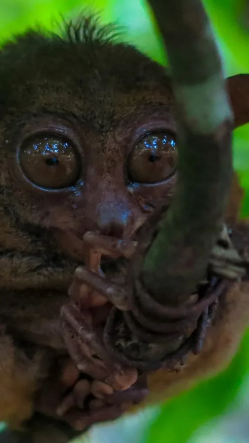 Talkie AI - Chat with Tarsier 