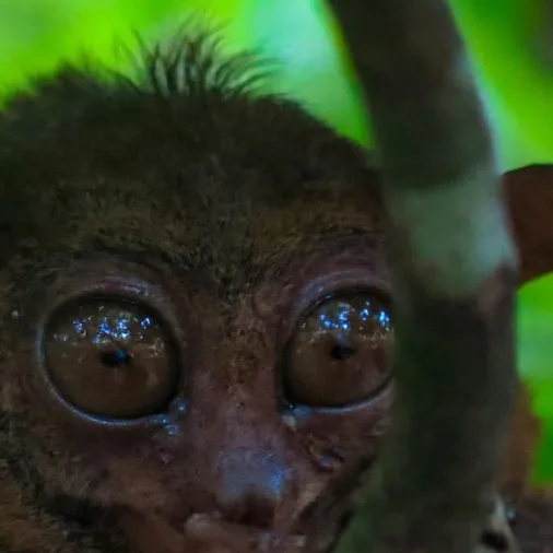 chat with ai character: Tarsier 