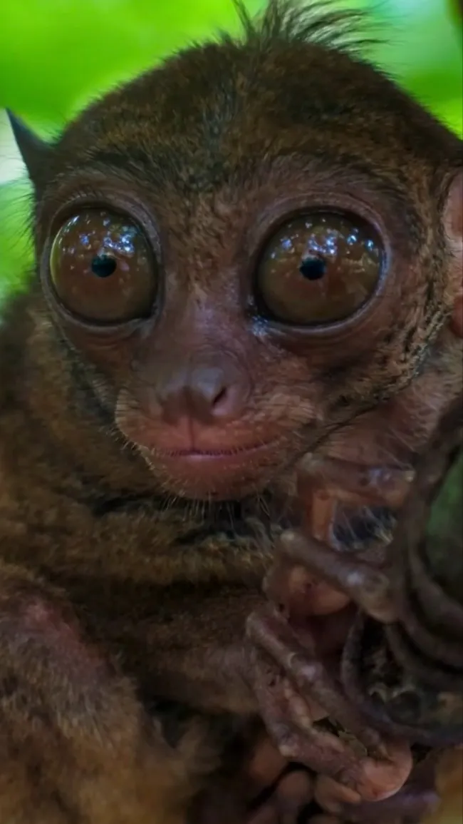 ai character: Tarsier  background