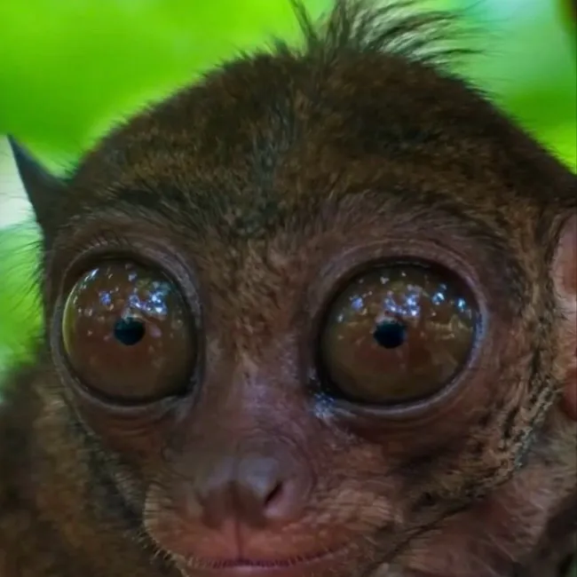 chat with ai character: Tarsier 