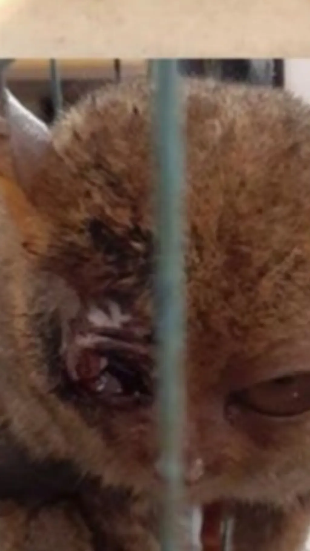Talkie AI - Chat with Tarsier 
