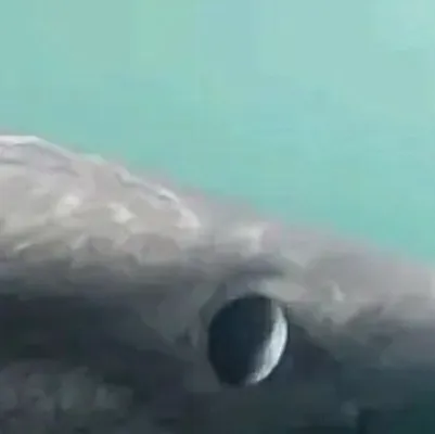 chat with ai character: Fish school