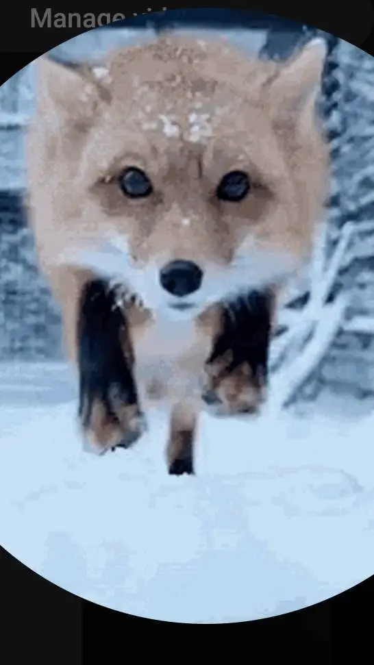 ai character: J-Doge (Me) background